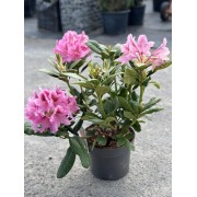 Рододендрон Космополітен С10 50см